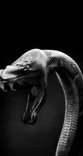 2 Wheels Move The Soul Snake Wallpaper Snake Art Cobra Art