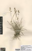 Image result for Eragrostis congesta
