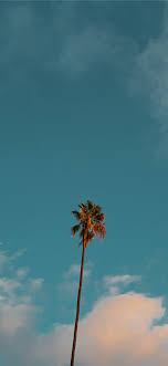 The iphone 12 and iphone 12 mini: Low Angle Photography Of Palm Tree Under Blue Sky Iphone X Wallpapers Free Download