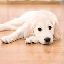We did not find results for: What Is The Best Flooring For Dogs And Other Rambunctious House Pets