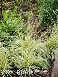 Image result for Moraea carsonii