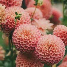 Pin On Love Flowers