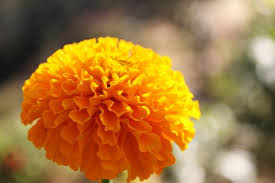 Plante qui repousse les gu?pes. Plantes Anti Insectes Tout Savoir