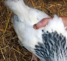 His wattles too, will be much larger and redder than hens' wattles. 11 Ways To Figure Out If Chicks Will Be Hens Or Roosters Fresh Eggs Daily