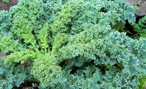 Image result for kadeřávek