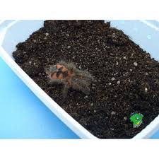 Discover the magic of the internet at imgur, a community powered entertainment destination. Colombian Purple Bloom Tarantula 2 2 5 Inch Strictly Reptiles Inc