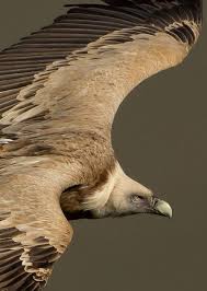 Griffon Vulture What A Handsome Bird Wow Incredible Birds Of Prey Animals Beautiful Beautiful Birds