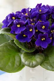 Variegated, miniature african violet rob's 'chilly willy' plug plant collectible. African Violets Indoor Plants Plantshop Me