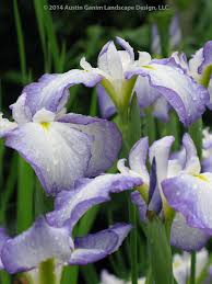 Spring and early summer flowers. Iris Ensata Blue Purple And White Japanese Iris Late Spring Early Summer Flowering Perennial Purple Flowers Summer Flowers Plant Images