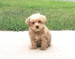 Pin By Maggie R On Havanese Puppies Yorkie Poo Poodle Puppy