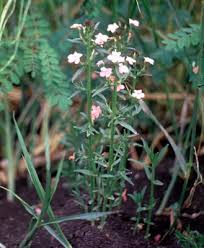 Image result for Striga junodii