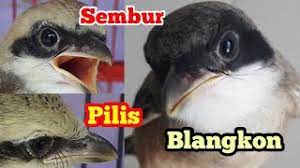 Cara Membedakan Cendet Anakan Blangkon Sembur Dan Pilis Youtube