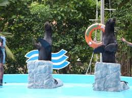 This is the version of our website addressed to speakers of in.if you are a resident of another country or region, please select the appropriate version of. Manati Park Picture Of Manati Park Bavaro Dominican Republic Tripadvisor