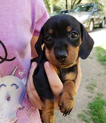 Adorable Black And Tan Dachshund Puppy Cute Black And Tan Dachshund Puppy If You Love Dachshunds Visit Our Blog To Find The Best Dachshund Puppy Black Dachshund Puppy Miniature Dachshund Puppies