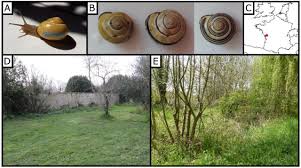 Maybe you would like to learn more about one of these? Boldness And Exploration Vary Between Shell Morphs But Not Environmental Contexts In The Snail Cepaea Nemoralis Biorxiv