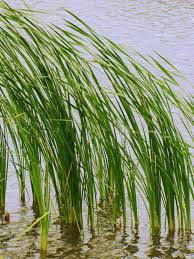 Bending Reed C Ben Scheffer 2012 Peat Painting Reeds