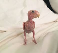 The hairless bear looks like a newly discovered species out of some wild nightmare or goosebumps novel. Pin On Cute Animals