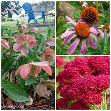 Maybe you would like to learn more about one of these? Hardy Perennials My Top 20 Favorites Print Shopping List Updated