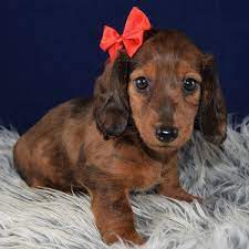 Check spelling or type a new query. Dachshund Puppies For Sale In Pa Dachshund Puppy Adoptions
