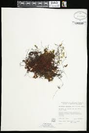 Image result for Hymenophyllum kuhnii