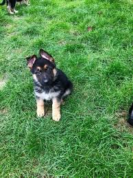 Reginhard german shepherds is a small, family owned kennel that breeds working line german shepherds. Adorable German Shepherd Puppies Morgantown For Sale Pittsburgh Pets Dogs