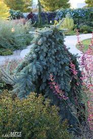 The needles are green in color and last up to 2 years before falling off the. Dwarf Evergreen Trees 15 Exceptional Choices For The Yard And Garden
