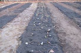 It took about seven days to colinise. Mary Lowther Column Hoping For A Bumper Crop Of Strawberries Bc Local News