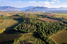 Image result for Bianco Conchiglia 2008 147