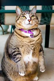 Overweight Tabby Cat Portrait Of Overweight Tabby Cat Begging For Food Indoors Sponsored Sponsored Affiliate Tabby Portrait In 2020 Tabby Cat Cats Cat Stock