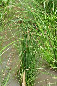 Image result for Eleocharis naumanniana
