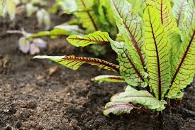 Image result for Rumex sanguineum