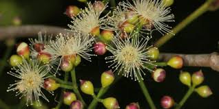 Image result for Syzygium niassense