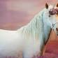 Unicorn Experience