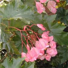 Image result for Begonia nyassensis