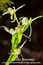 Image result for Liparis