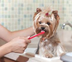 Gezici Kopek Yikama Gezici Pet Kuaforu Gezicikopekyikama Com Kopek Yikama Gezici Kopek Yikama Kopek Kuaforu Pet Kuafor Gezici Pet Kuafor Gezici Kopek Yikama Salonu