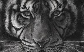 Draw two circles for the upper mouth. Top 10 Tips For Drawing A Realistic Tiger In Charcoal Studio Wildlife