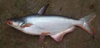 …air dan ikan hias ini. Morfologi Dan Klasifikasi Ikan Patin Pangasius Pangasius