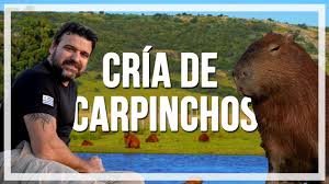 Nombres vernáculos carpincho o capincho capivara chigüire poncho chigüiro es posible que el consumo excesivo por parte del carpincho de materiales de rápida fermentación. Cria De Carpinchos Especie Autoctona Del Uruguay Programa Contacto Youtube