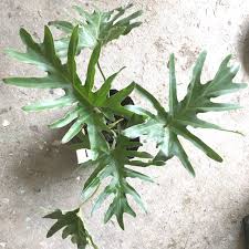 Philodendrons are easy tropical plants to care for, and philodendron hope is no exception. Philodendron Selloum Hope Houseplant Indoor Plant Shopee Philippines