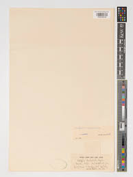 Image result for Wolffiella welwitschii