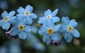Anche campane, anemoni, balsami, convolvoli, delphinium, campane e nasturzio sono. Fiori Azzurri Fiorista Significato Dei Fiori Azzurri