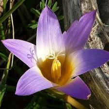 Image result for Romulea camerooniana