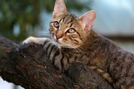 Maybe you would like to learn more about one of these? Un Chat Peut Il Mourir Dans Un Arbre Combien De Temps Coince