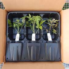 Here is a guideline on how to ship live plants. Live Plant Shipping Container Urban Farmer