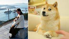 Chatting With Atsuko Sato The Owner Of The Internet S Favorite Shiba Inu Doge Shiba Inu Shiba Inu Doge Shiba