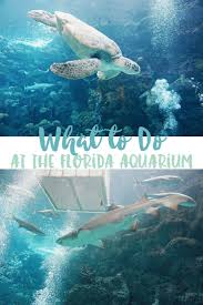 Why The Florida Aquarium In Tampa Florida Is A Must See Attraction Busy In Tampa Florida Travel Florida Vacation Florida Adventures