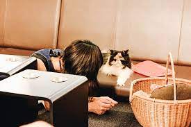 Although not located in tokyo, this cat cafe is located in saitama which is not too far from tokyo. Best Quirky Cafe In Japan Tokyo S Calico Cat Cafe In Shinjuku