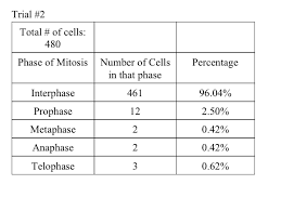 Check out our complete mitosis definition guide, with a breakdown of the 4 stages and mitosis vs. Using Onion Root Tip Cells To Determine The Time Spent In Each Stage Of Mitosis Biology Blogger