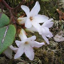 Image result for Aeollanthus repens